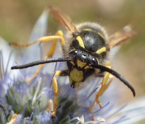 Dolichovespula sylvestris